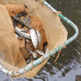 Tribal fisheries using excess government equipment to help restore Pacific Northwest salmon populations Tribal fisheries using excess government equipment to help restore Pacific Northwest salmon populations